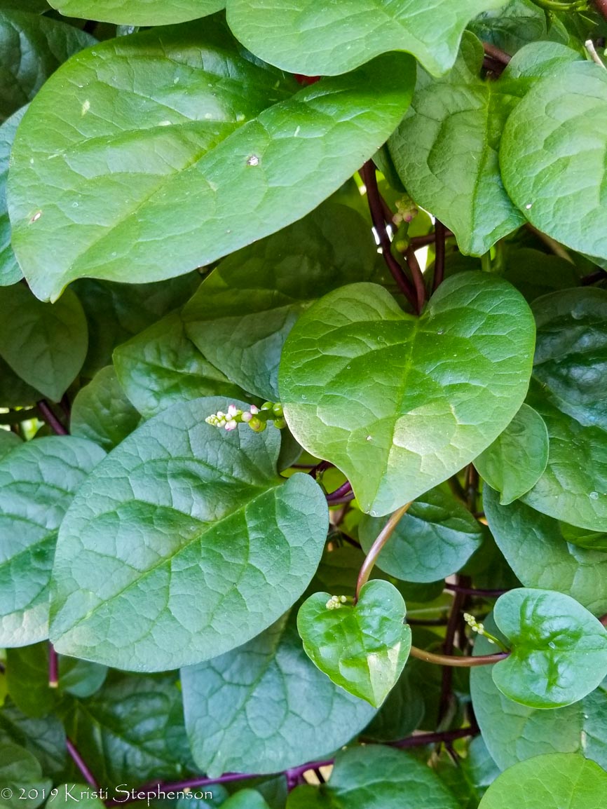 Malabar Spinach How to Grow and Use Cook, Craft, Cultivate