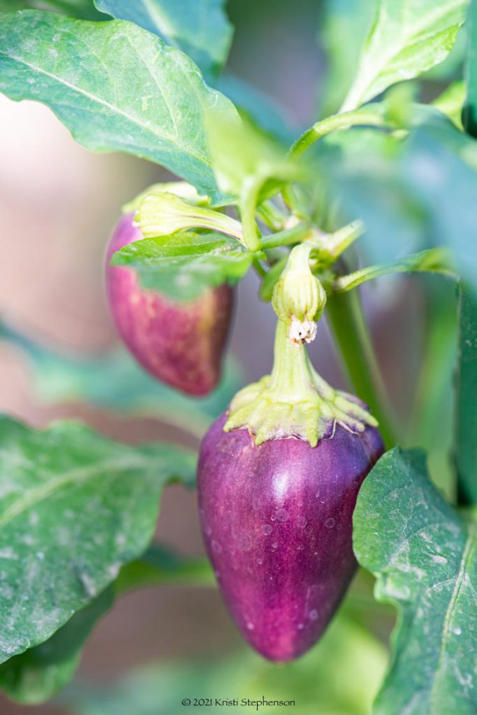 Garden Timeline When To Plant In Zone 9b Cook Craft Cultivate