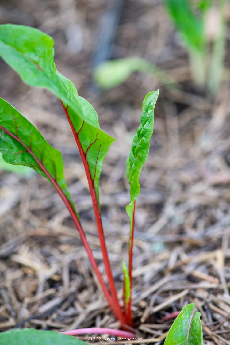 Garden Timeline: When to Plant in Zone 9b - Cook, Craft, Cultivate