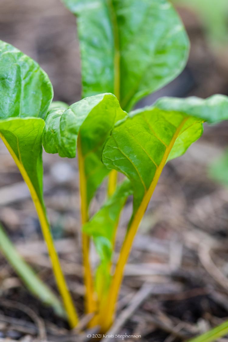 garden-timeline-when-to-plant-in-zone-9b-cook-craft-cultivate
