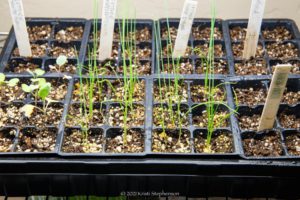 Garden Timeline: When to Plant in Zone 9b - Cook, Craft, Cultivate