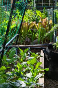 Garden Timeline: When to Plant in Zone 9b - Cook, Craft, Cultivate