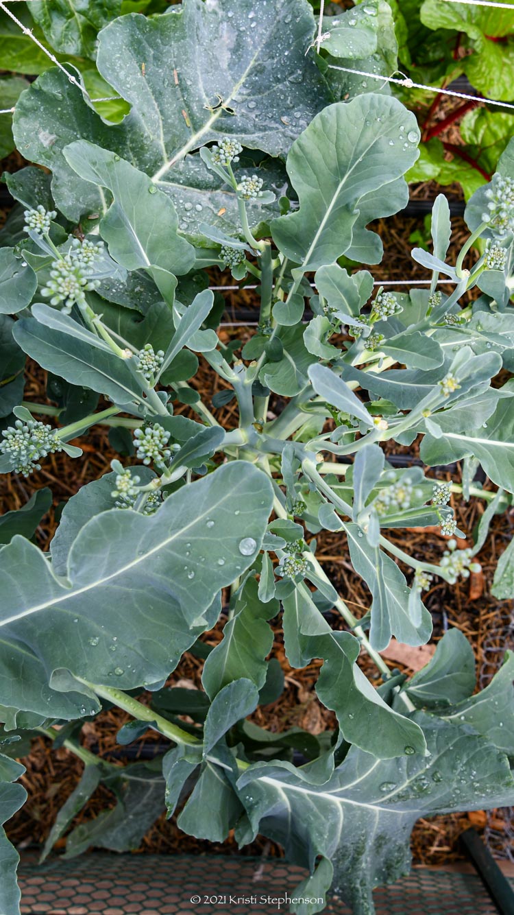 Garden Timeline When To Plant In Zone 9b Cook Craft Cultivate